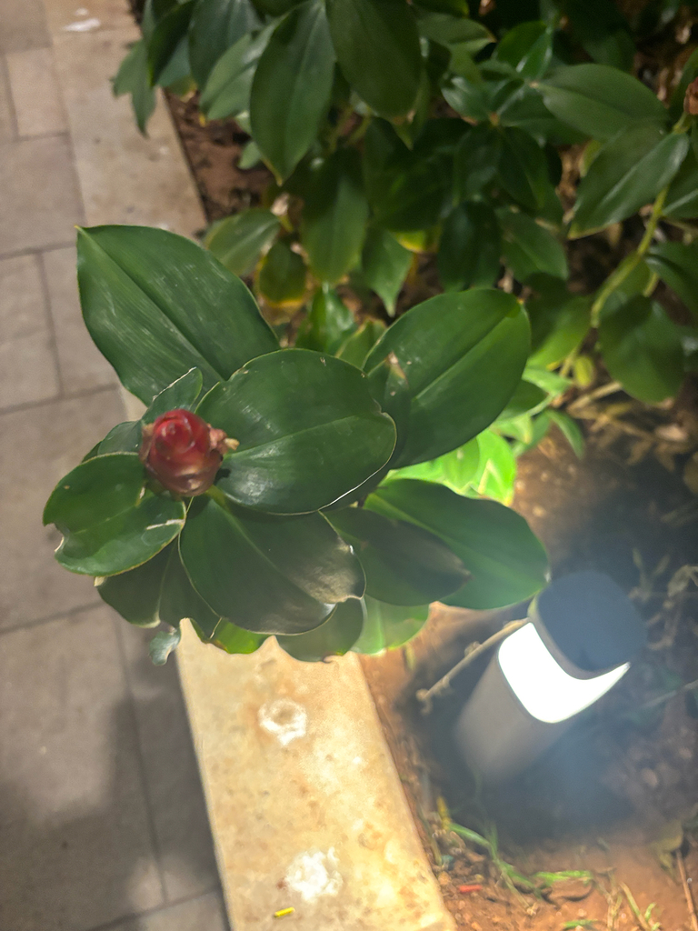 phúc lộc thọ – Costus woodsonii