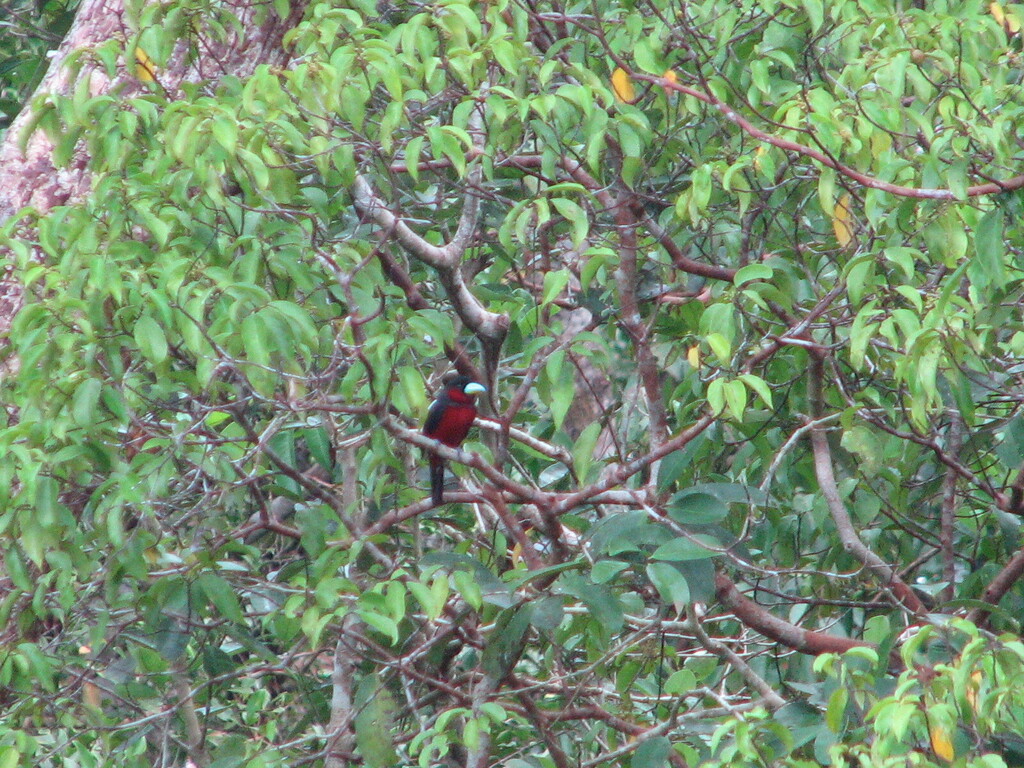 Black-and-red Broadbill (Cymbirhynchus macrorhynchos)