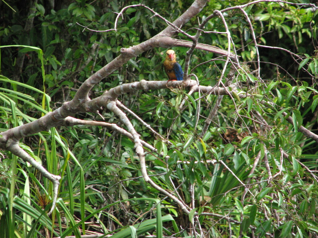 Stork-billed Kingfisher (Pelargopsis capensis)