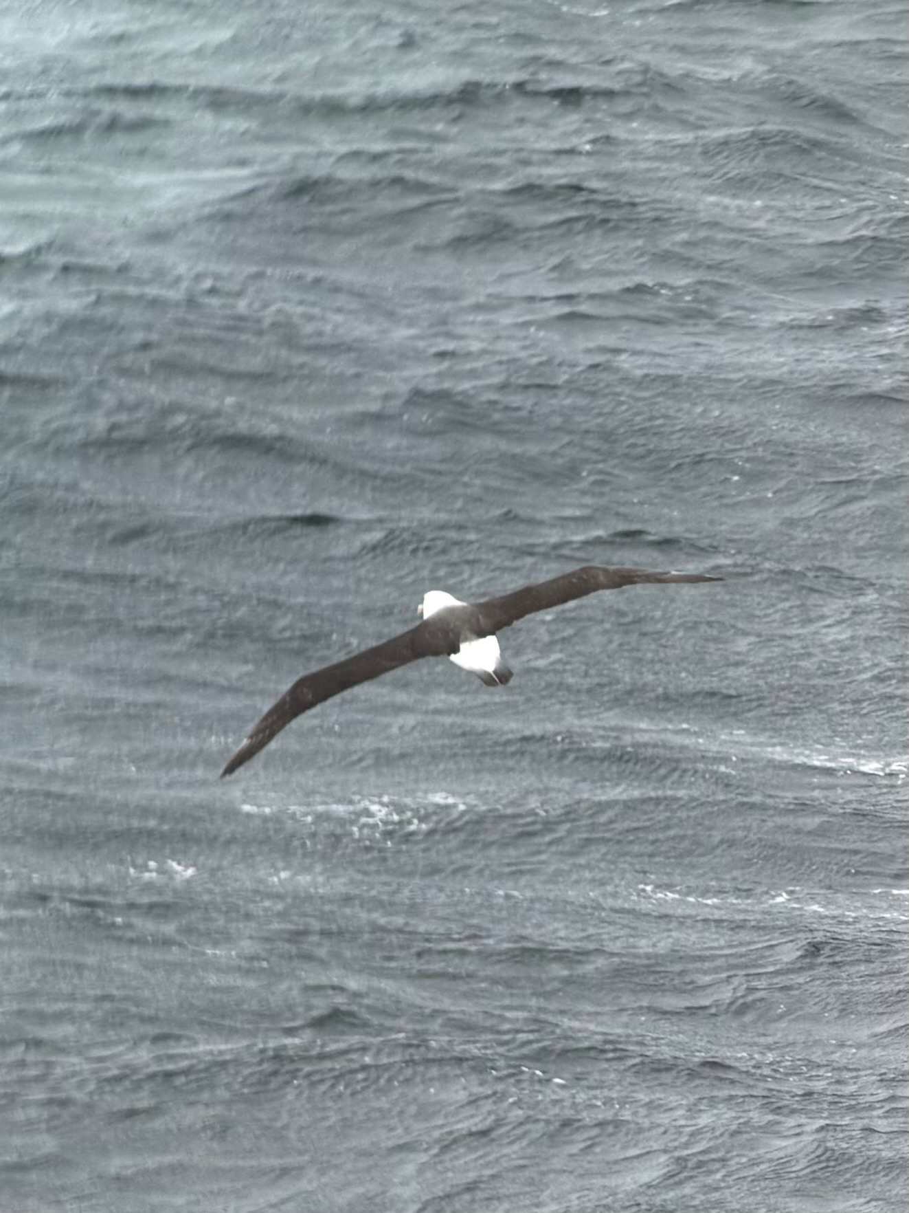 Black-browed Albatross (Thalassarche melanophris), photo 10