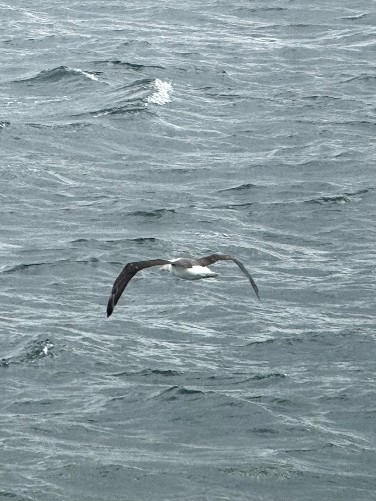 Black-browed Albatross (Thalassarche melanophris), photo 9