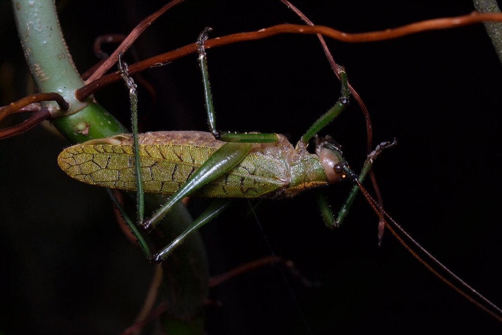 Docidocercus pehlkei