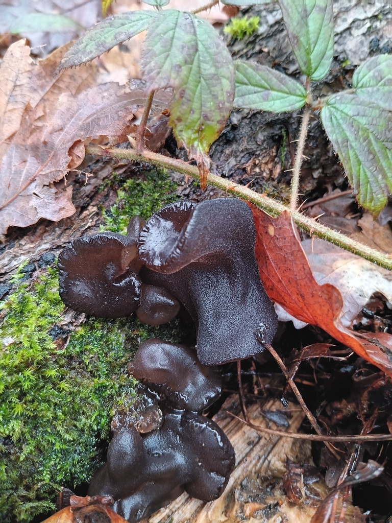 Exidia glandulosa · January 2026 · photo: © considerthelilies (iNaturalist, cc-by)