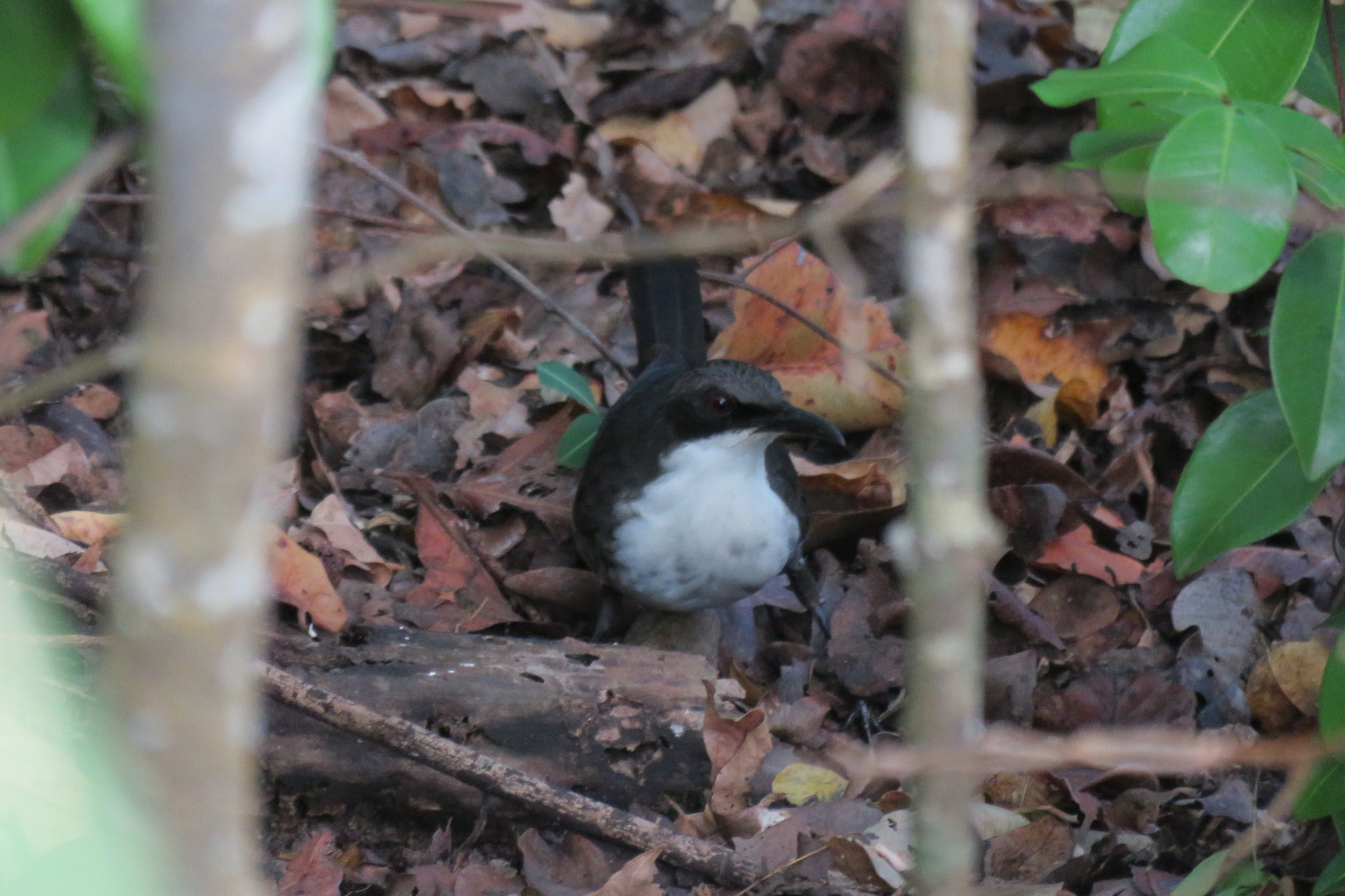 Martinique Thrasher (Ramphocinclus brachyurus), photo 1