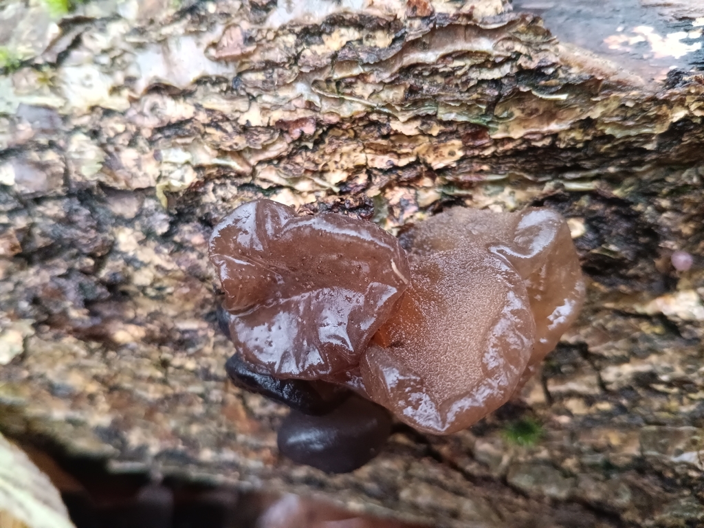 Exidia glandulosa · January 2026 · photo: © considerthelilies (iNaturalist, cc-by)