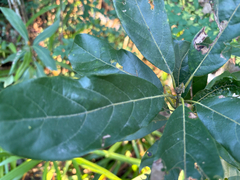 Litsea glutinosa, photograph (c) 黃美滿, some rights reserved (CC BY)