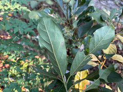 Litsea glutinosa, photograph (c) 黃美滿, some rights reserved (CC BY)