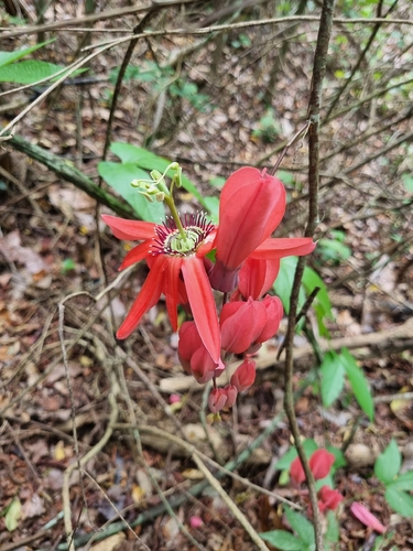 Passiflora racemosa observed 2025-11-14