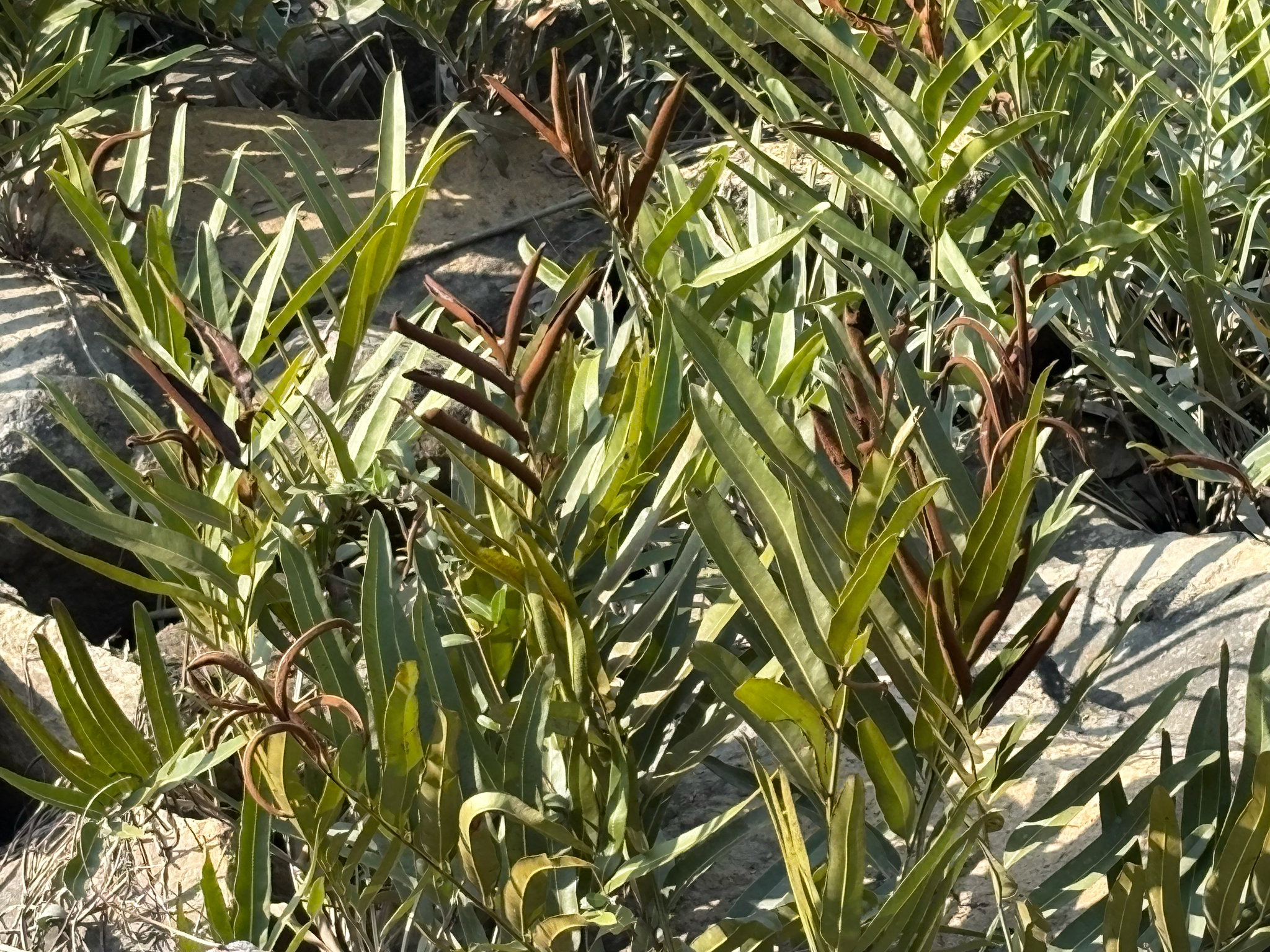 Imagem de samambaia-do-mangue