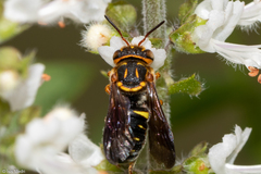 Epanthidium