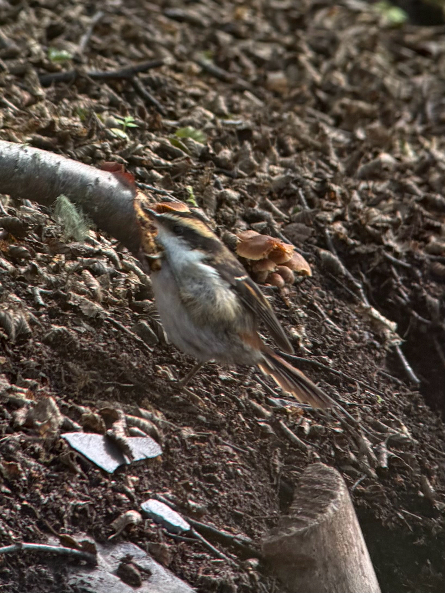 Thorn-tailed Rayadito (Aphrastura spinicauda), photo 1