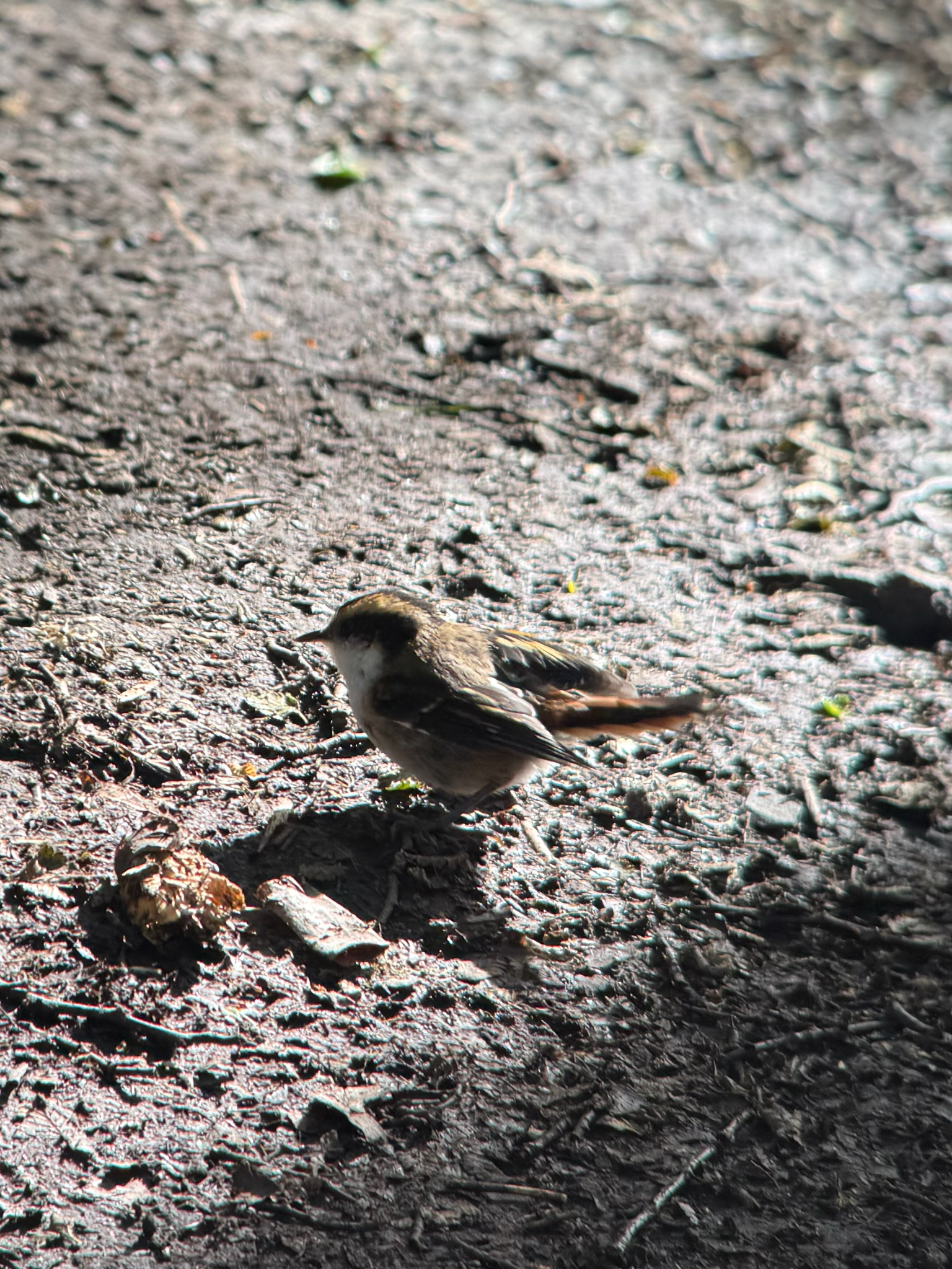 Thorn-tailed Rayadito (Aphrastura spinicauda), photo 2