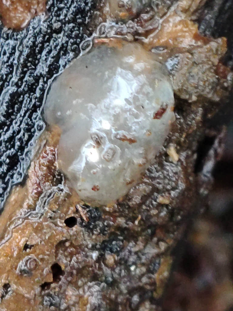 Myxarium nucleatum · January 2026 · photo: © davidhanks (iNaturalist, cc0)