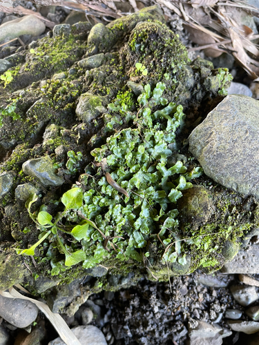 Marchantia chenopoda observed 2026-01-18