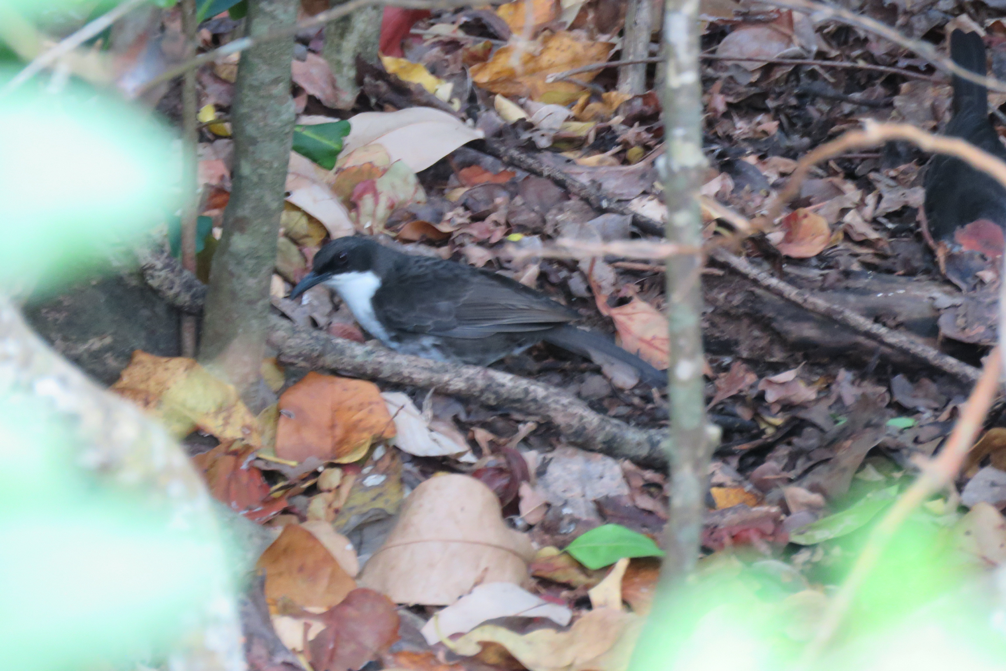Martinique Thrasher (Ramphocinclus brachyurus), photo 2