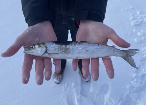 Mariene marene (Coregonus artedi) — Salmonidae — 4