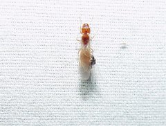 Pheidole cerebrosior