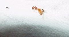 Pheidole cerebrosior
