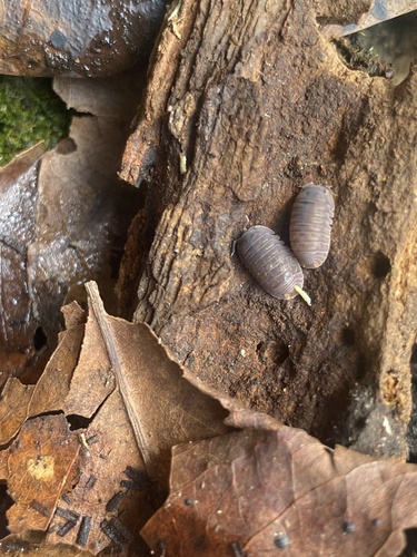 Little Sea Pill Woodlouse