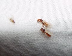Pheidole cerebrosior