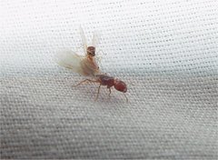 Pheidole cerebrosior