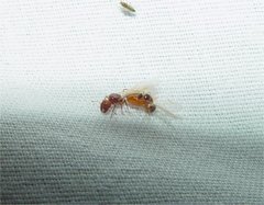 Pheidole cerebrosior
