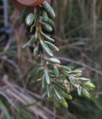 Olearia cymbifolia