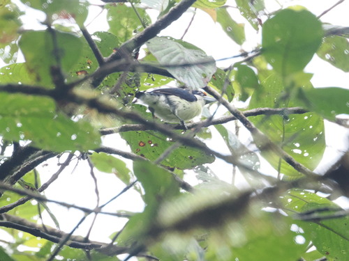 Orange-fronted Barbet (Capito squamatus), photo 9