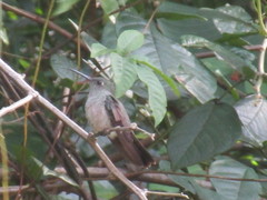 Eupetomena cirrochloris