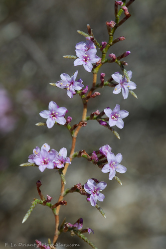 Verspreid myriolimon (Myriolimon diffusum)