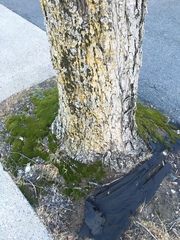 Bryophyta