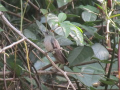 Eupetomena cirrochloris