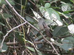 Eupetomena cirrochloris