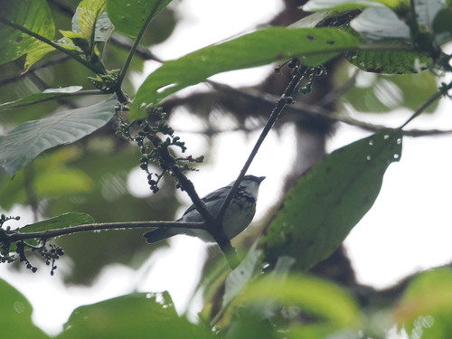 Grey-and-gold Tanager (Poecilostreptus palmeri), photo 1