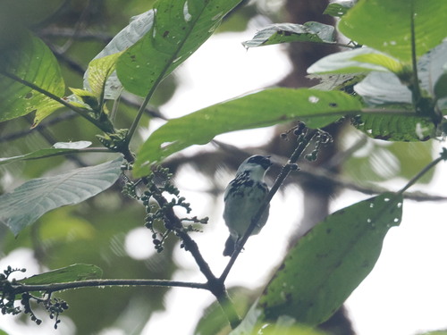Grey-and-gold Tanager (Poecilostreptus palmeri), photo 2