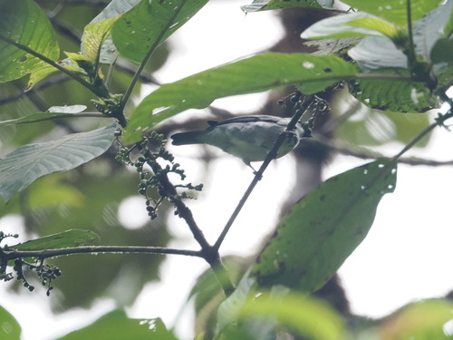 Grey-and-gold Tanager (Poecilostreptus palmeri), photo 5