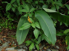 Sanchezia parvibracteata