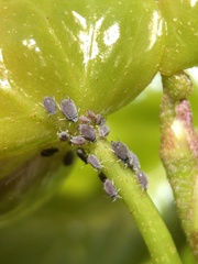 Aphis hederae