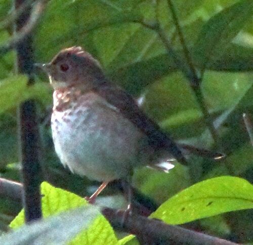 Swainson's Thrush (Catharus ustulatus)