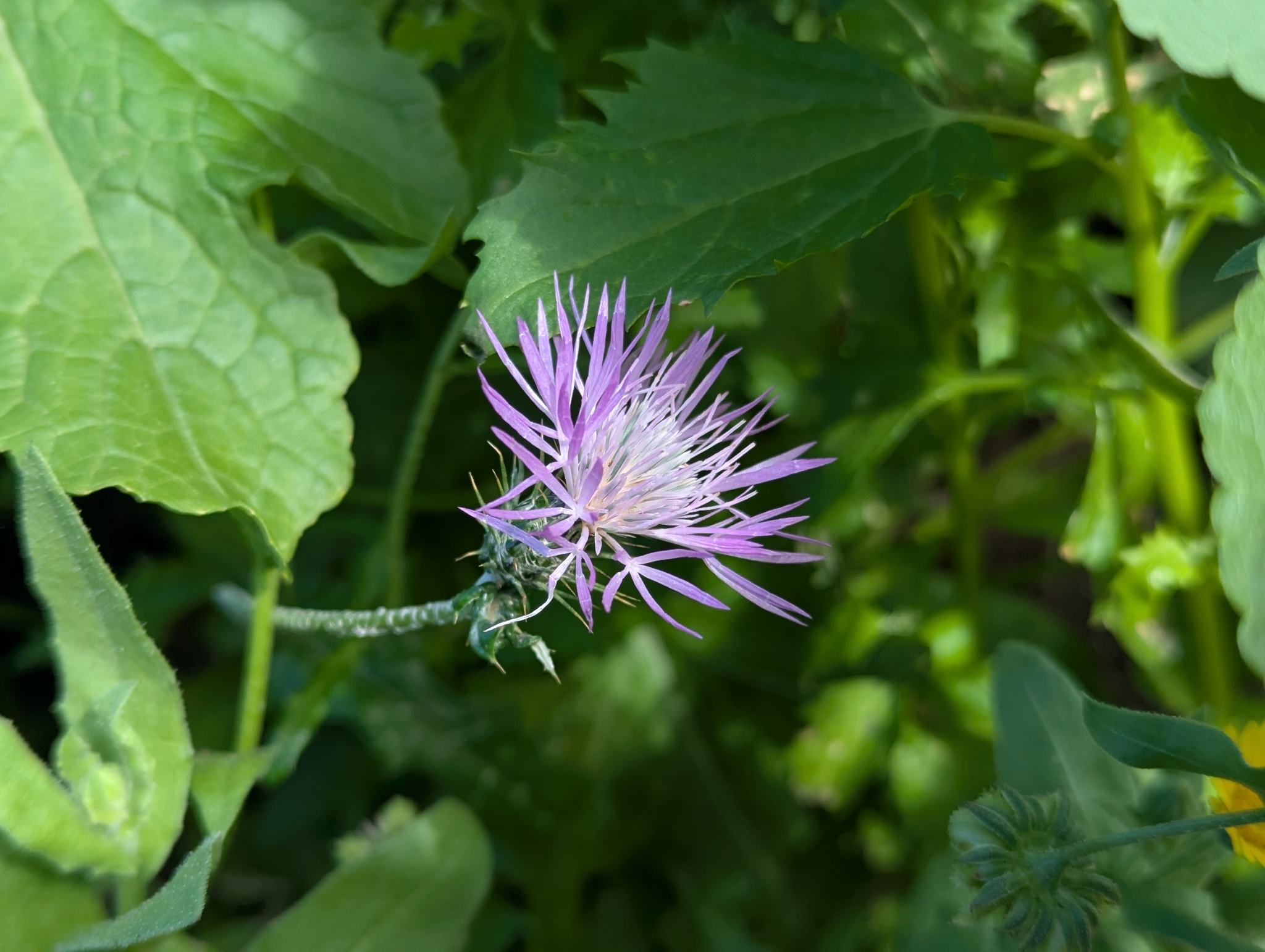 Galactites tomentosa