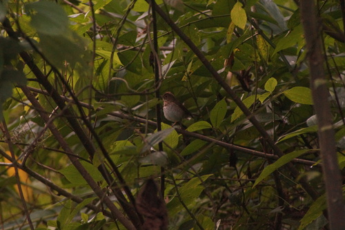Swainson's Thrush (Catharus ustulatus), photo 2