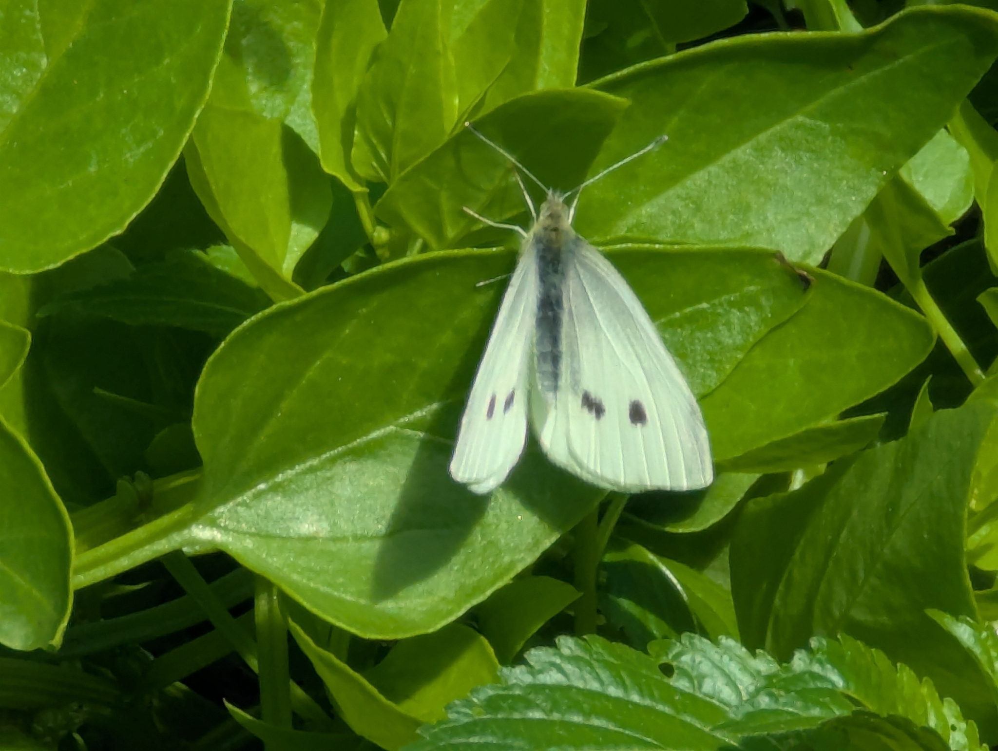Mariposa blanca de la col