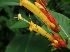 Sanchezia parvibracteata