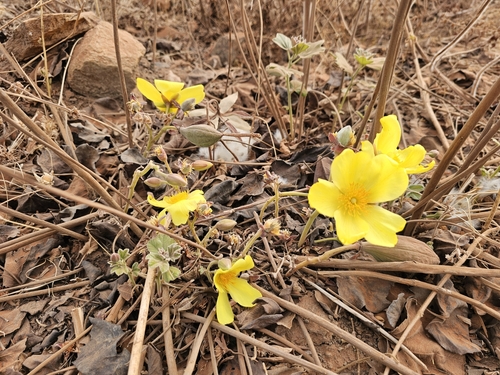 Cochlospermum tinctorium
