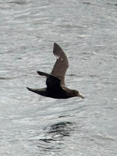 Southern Giant Petrel (Macronectes giganteus), photo 9