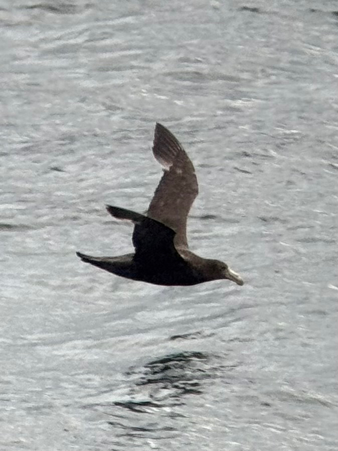 Southern Giant Petrel (Macronectes giganteus), photo 9