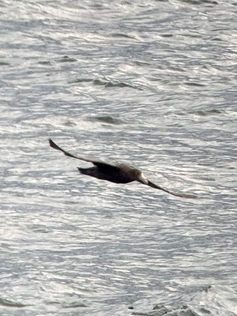 Southern Giant Petrel (Macronectes giganteus), photo 10