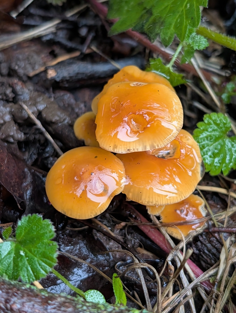 Flammulina · January 2026 · photo: © heather-hyfae (iNaturalist, cc-by)