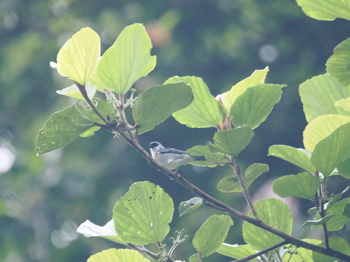 Grey-and-gold Tanager (Poecilostreptus palmeri), photo 6