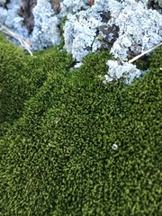 Bryophyta